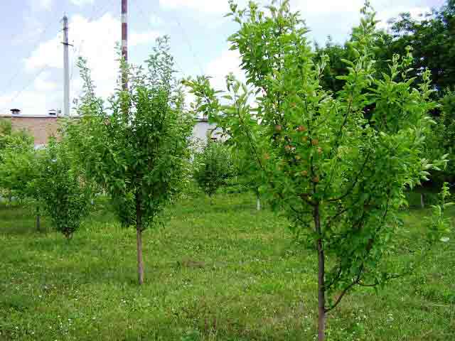 Заложен в 2003 году. Насчитывает 60 фруктовых деревьев - яблонь и груш.